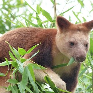 Goodfellow’s tree-kangaroo -Tierpark Berlin (2024)
