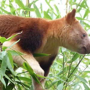 Goodfellow’s tree-kangaroo -Tierpark Berlin (2024)