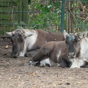Eurasian forest reindeer -Tierpark Berlin (2024)