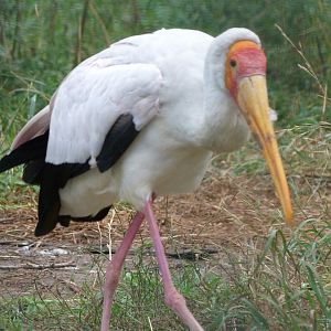 Yellow-billed stork -Tierpark Berlin (2024)