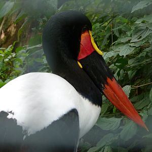 Saddle-billed stork -Tierpark Berlin (2024)