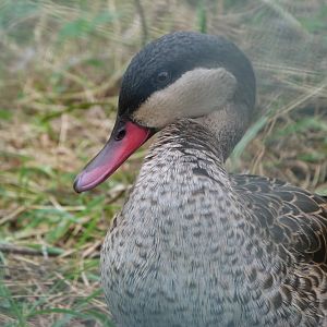 Red-billed teal -Tierpark Berlin (2024)