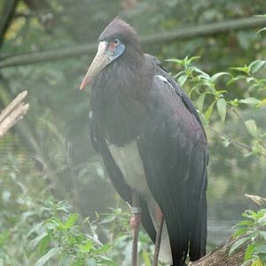 Abdim's stork -Tierpark Berlin (2024)