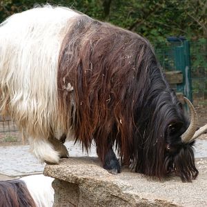 Valais black-necked goat -Tierpark Berlin (2024)