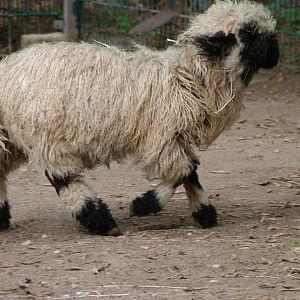 Valais blacknose sheep -Tierpark Berlin (2024)