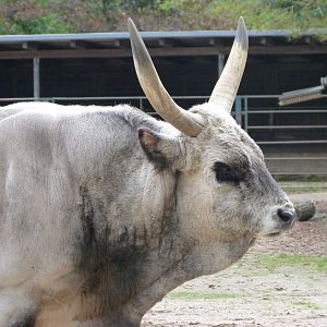 Hungarian grey bull -Tierpark Berlin (2024)