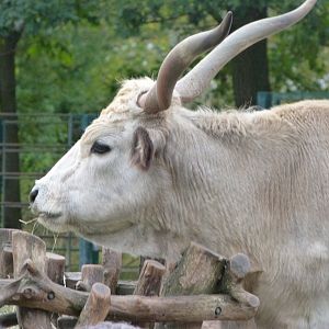 Hungarian grey cow -Tierpark Berlin (2024)