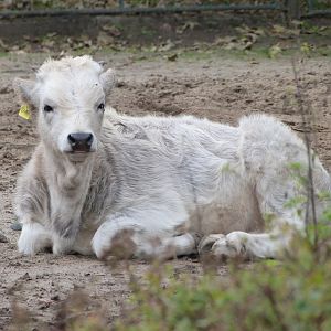 Hungarian grey calf -Tierpark Berlin (2024)
