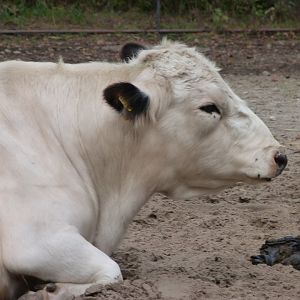 Hornless swedish bull -Tierpark Berlin (2024)