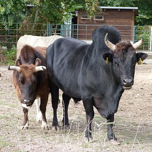 Caucasian zebu -Tierpark Berlin (2024)
