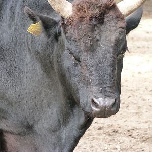 Caucasian zebu -Tierpark Berlin (2024)