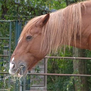 Schleswig draft horse -Tierpark Berlin (2024)