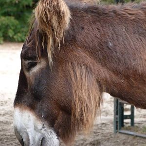 Poitou donkey -Tierpark Berlin (2024)