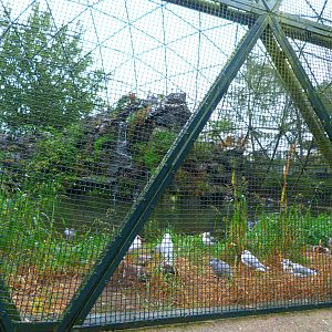 Coastal aviary -Tierpark Berlin (2024)