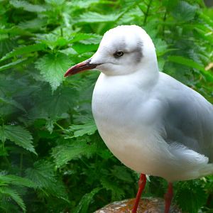 African grey-headed gull -Tierpark Berlin (2024)