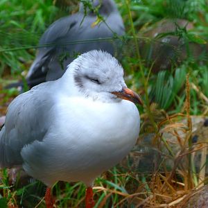 African grey-headed gull -Tierpark Berlin (2024)