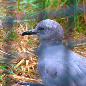 Grey gull -Tierpark Berlin (2024)