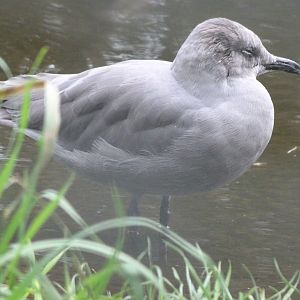 Grey gull -Tierpark Berlin (2024)