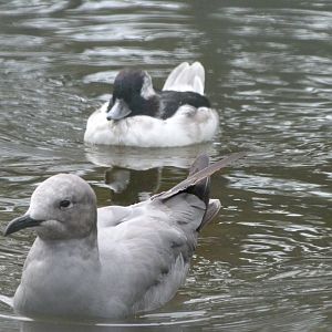 Grey gull and Bufflehead -Tierpark Berlin (2024)
