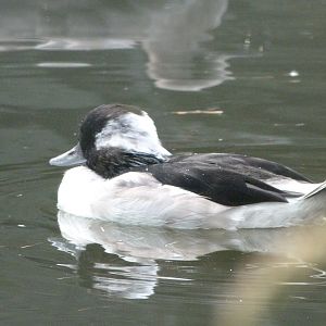 Bufflehead -Tierpark Berlin (2024)