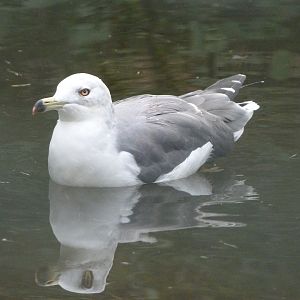 Black-tailed gull -Tierpark Berlin (2024)