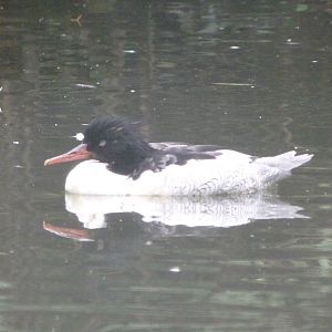 Chinese merganser -Tierpark Berlin (2024)