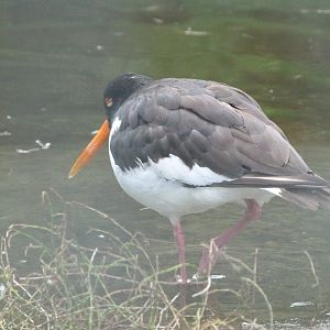 Eurasian oystercatcher -Tierpark Berlin (2024)