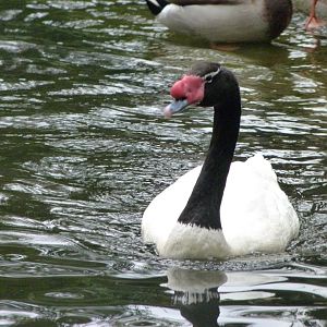Black-necked swan -Tierpark Berlin (2024)