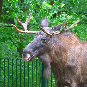 Eurasian elk -Tierpark Berlin (2024)