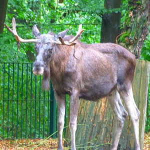 Eurasian elk -Tierpark Berlin (2024)