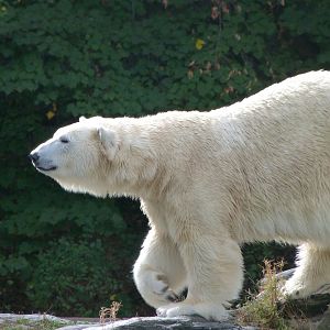 Polar bear -Tierpark Berlin (2024)