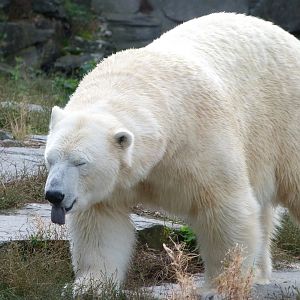 Polar bear -Tierpark Berlin (2024)
