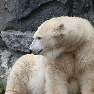 Polar bear -Tierpark Berlin (2024)