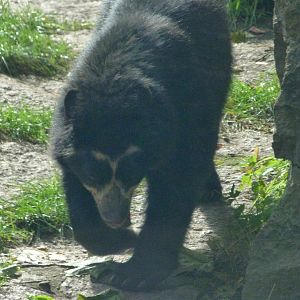 Spectacled bear -Tierpark Berlin (2024)