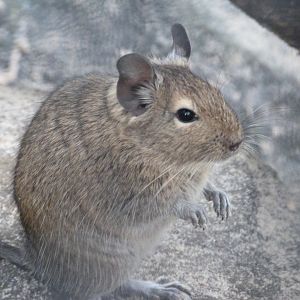 Common degu -Tierpark Berlin (2024)