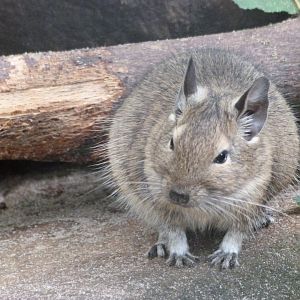 Common degu -Tierpark Berlin (2024)