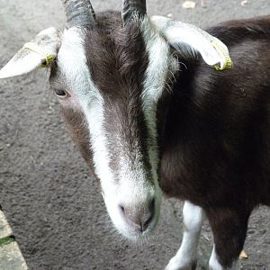 Thuringian goat -Tierpark Berlin (2024)