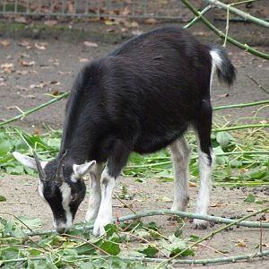 Thuringian goat -Tierpark Berlin (2024)