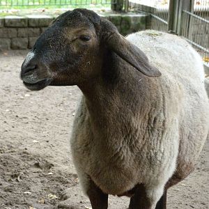 Tajik fat-tailed sheep -Tierpark Berlin (2024)