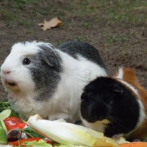 Guinea pig -Tierpark Berlin (2024)