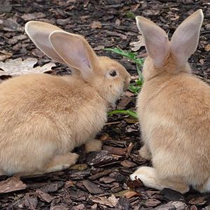 Flemish giant rabbit -Tierpark Berlin (2024)