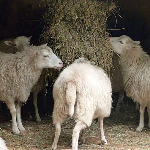 Skudde sheep -Tierpark Berlin (2024)