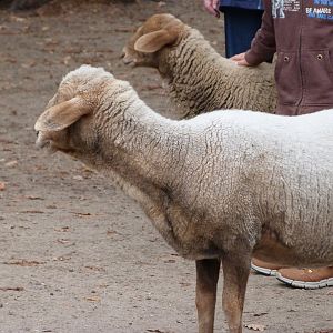 Redhead sheep -Tierpark Berlin (2024)