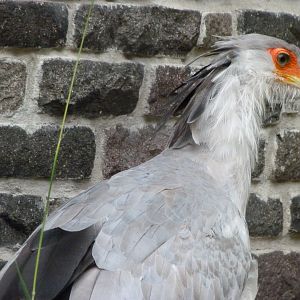 Secretary bird -Tierpark Berlin (2024)
