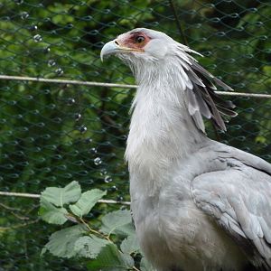 Secretary bird -Tierpark Berlin (2024)