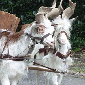 Girgentana goat -Tierpark Berlin (2024)
