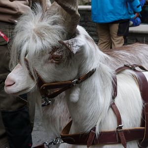Girgentana goat -Tierpark Berlin (2024)