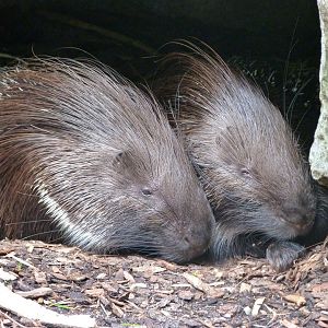 Indian crested porcupine -Tierpark Berlin (2024)