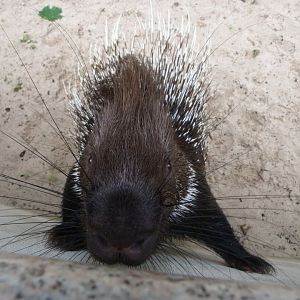 Indian crested porcupine -Tierpark Berlin (2024)
