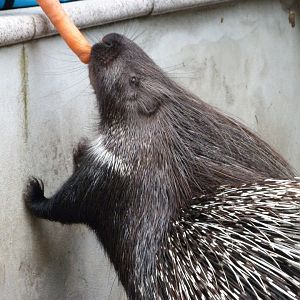 Indian crested porcupine -Tierpark Berlin (2024)